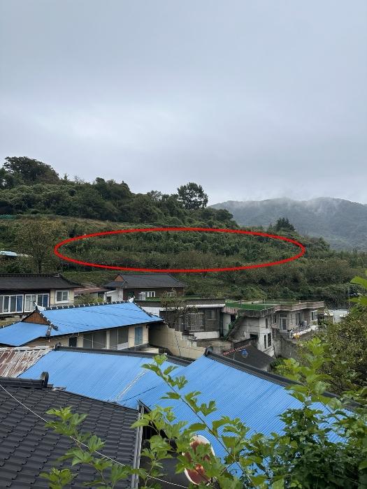 경상남도 하동군 과수원