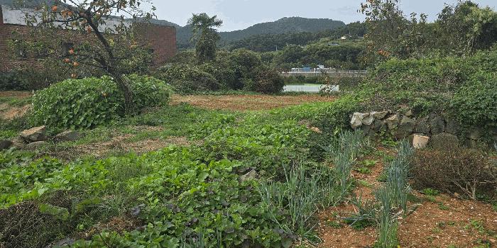 경상남도 남해군 고현면 대사리 897 전 경매 사진 4