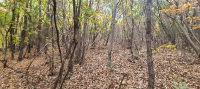 경기도 파주시 월롱면 덕은리 산180-4 임야 경매 사진 10