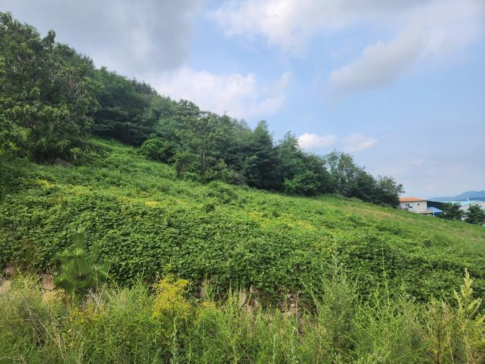 경상남도 양산시 주남동 925-50 임야 경매 사진 6