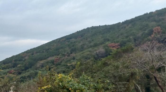 경상남도 통영시 욕지면 동항리 산104-22 임야 경매 사진 8