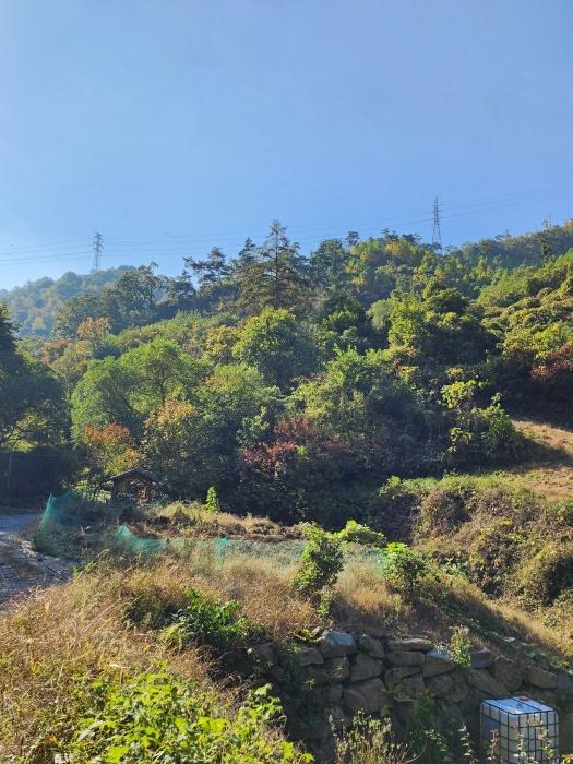 충청북도 충주시 살미면 세성리 산19-3 임야 경매 사진 2