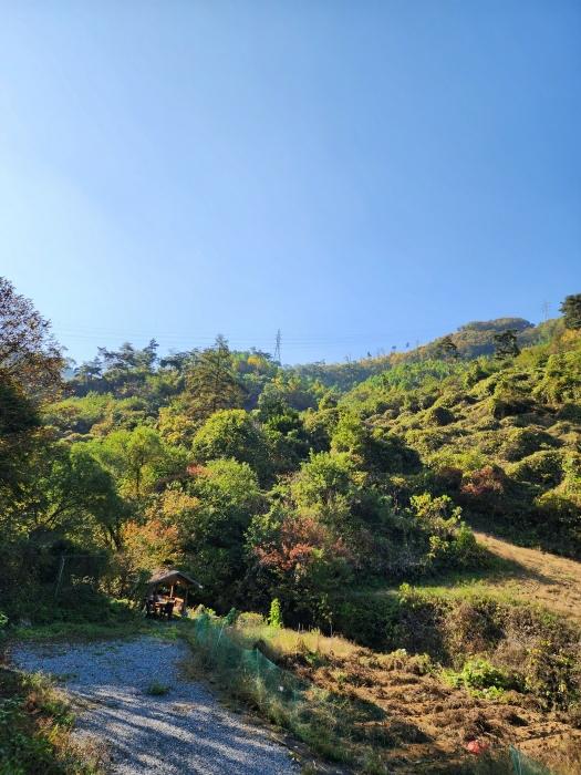 충청북도 충주시 살미면 세성리 산19-3 임야 경매 사진 5