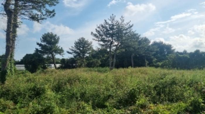 제주특별자치도 서귀포시 성산읍 온평리 2257-3 묘지 경매 사진 5
