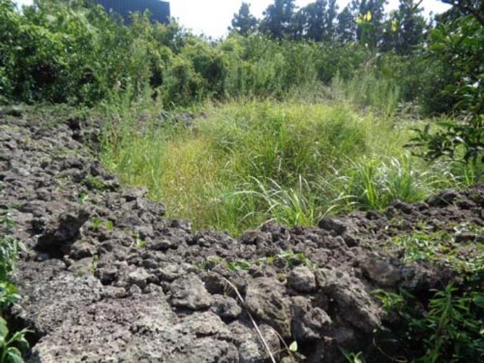 제주특별자치도 제주시 한경면 낙천리 431-1 과수원 경매 사진 33