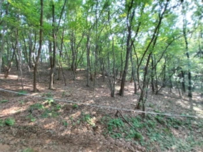 경기도 용인시 기흥구 하갈동 323-59 임야 경매 사진 11