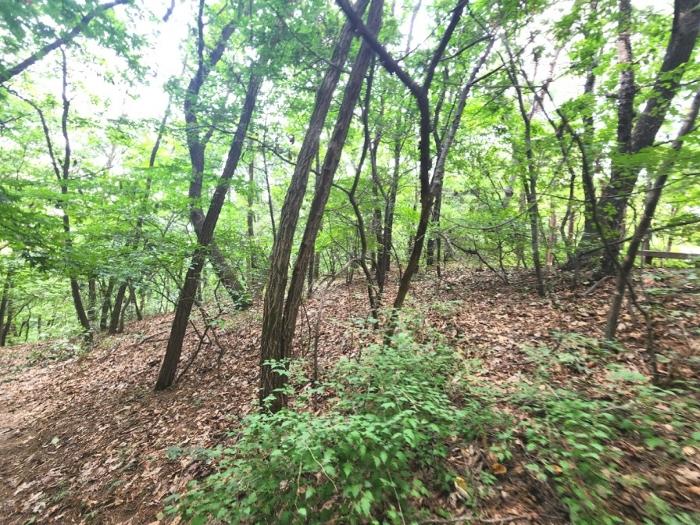 경기도 용인시 기흥구 하갈동 323-59 임야 경매 사진 4