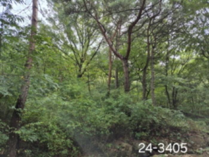 부산광역시 사상구 학장동 산141 임야 경매 사진 10