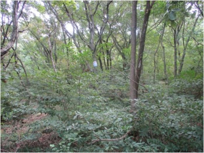 부산광역시 사상구 학장동 산141 임야 경매 사진 5