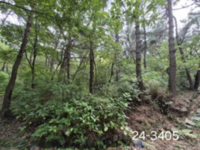부산광역시 사상구 학장동 산141 임야 경매 사진 9