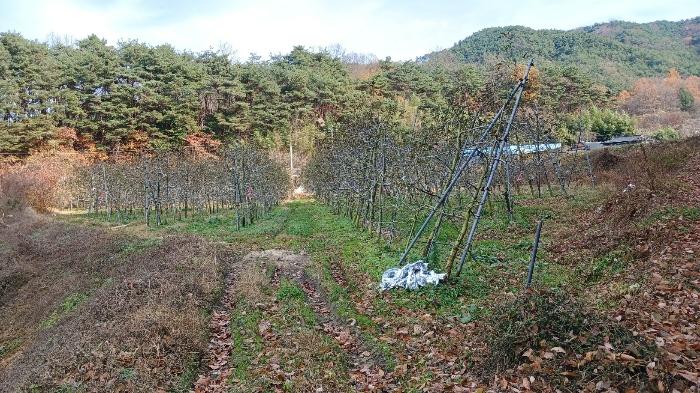 경상남도 거창군 위천면 모동리 산113 임야 경매 사진 11