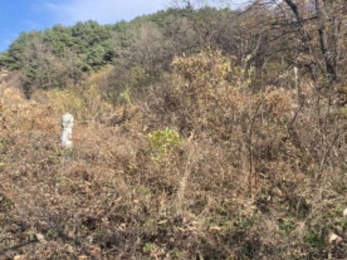 경상남도 거창군 위천면 모동리 산113 임야 경매 사진 55