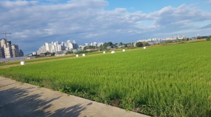 경기도 평택시 소사동 535-7 답 경매 사진 5