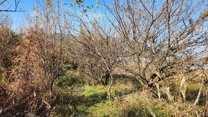 경상남도 고성군 거류면 당동6길 17, 지하층상가-101호 (까치빌라)구) 경상남도 고성군 거류면 당동리 81-7 근린상가 경매 사진 3