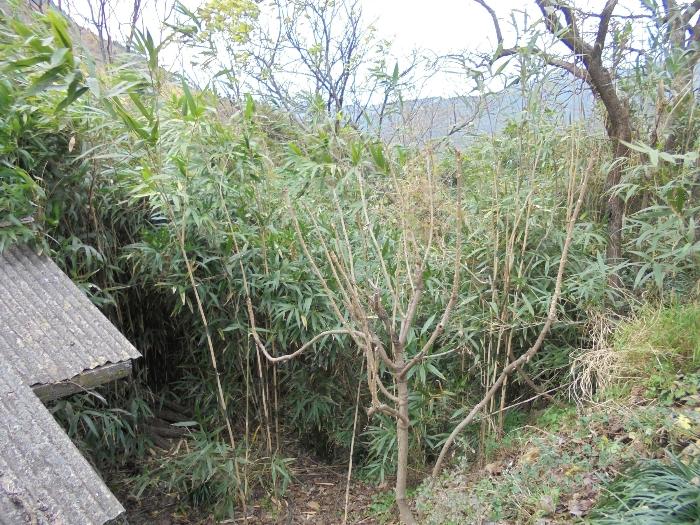 경상남도 밀양시 단장면 범도리 948 전 경매 사진 3