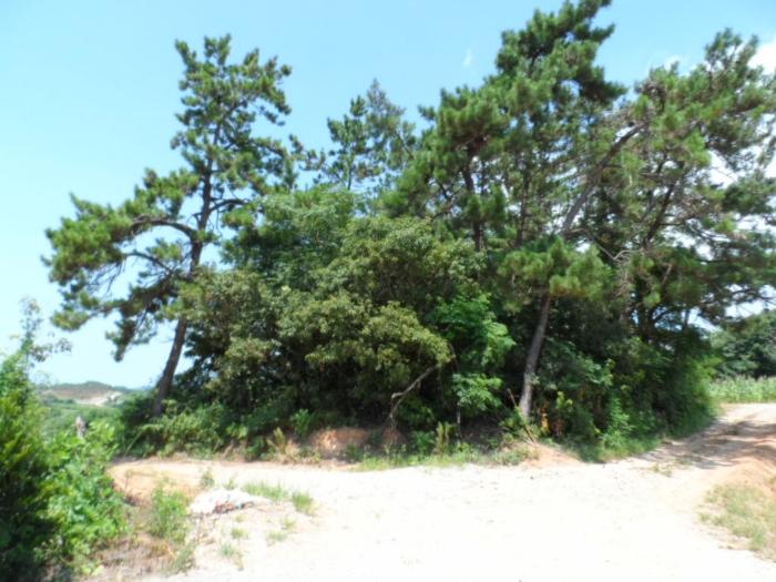 전라남도 함평군 손불면 학산리 산84-18 임야 경매 사진 5