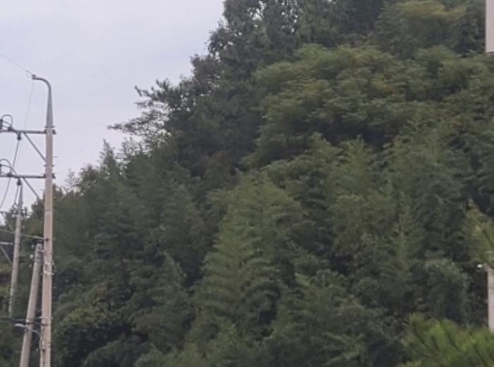 전라남도 고흥군 고흥읍 호형리 1006-7 전 경매 사진 5