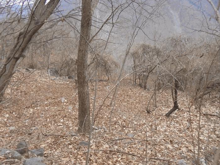 경상남도 밀양시 단장면 구천리 1866 임야 경매 사진 1