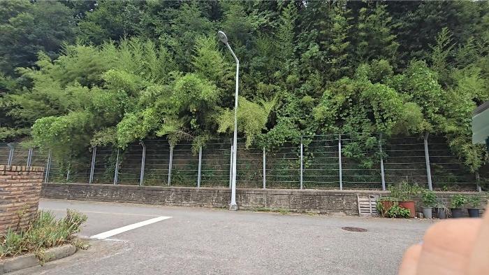충청북도 영동군 영동읍 계산리 산24-6 임야 경매 사진 2