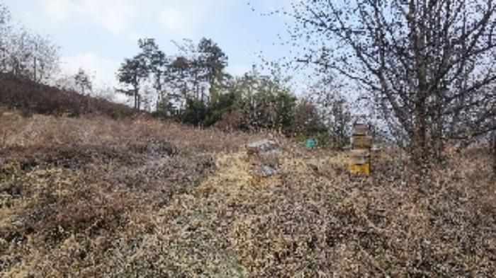 충청북도 영동군 심천면 약목리 811-2 전 경매 사진 19