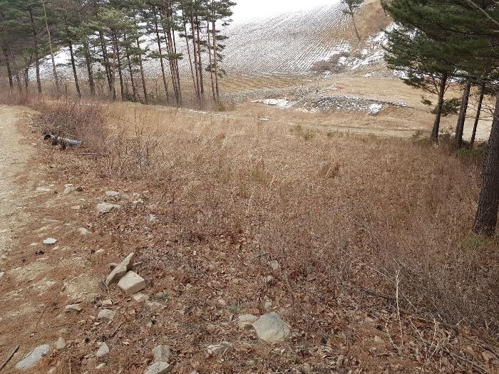 강원도 강릉시 왕산면 대기리 1650 대지 경매 사진 1
