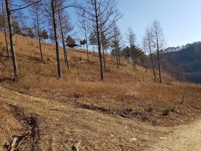 강원도 강릉시 왕산면 대기리 1650 대지 경매 사진 25