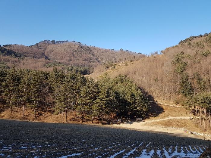 강원도 강릉시 왕산면 대기리 1650 대지 경매 사진 30