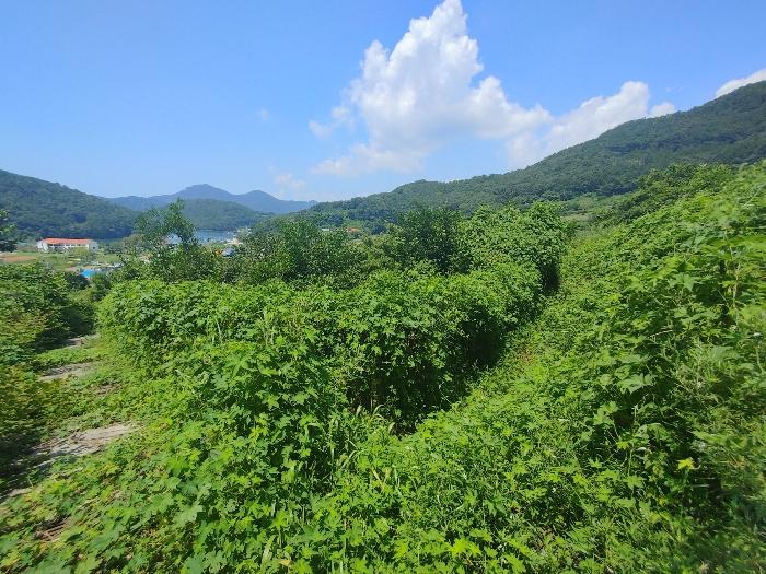 경상남도 통영시 광도면 용호리 244 전 경매 사진 1