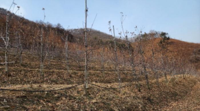 충청북도 제천시 청풍면 연론리 462 전 경매 사진 2