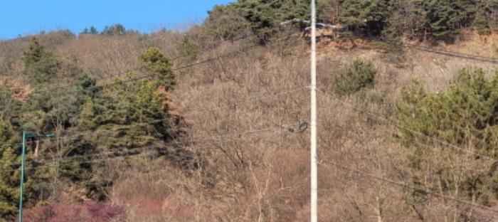 경상북도 청도군 이서면 팔조리 산40 임야 경매 사진 10