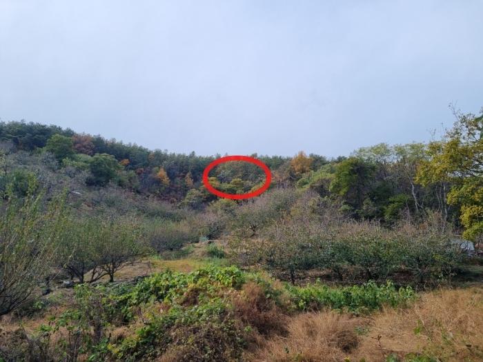 전라남도 광양시 임야