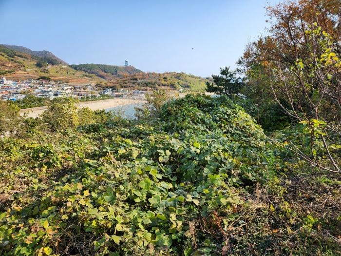 전라남도 고흥군 영남면 남열리 1230 전 경매 사진 4