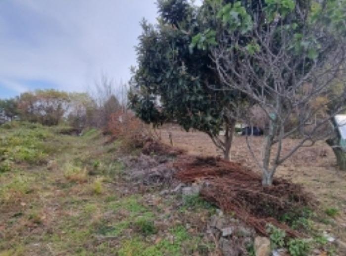 전라남도 고흥군 영남면 남열리 1230 전 경매 사진 6