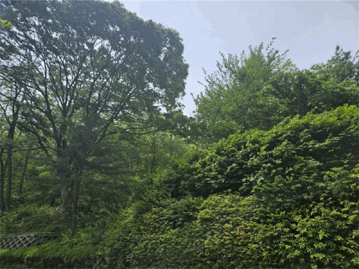 경기도 과천시 관문동 산11-13 임야 경매 사진 2