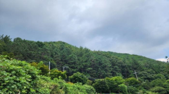 울산광역시 울주군 두서면 인보리 산64-1 임야 경매 사진 3