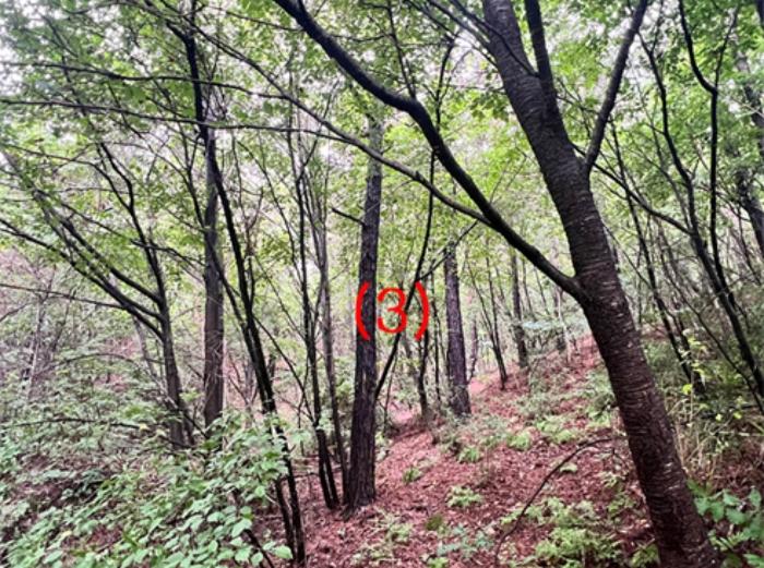 경기도 여주시 점동면 삼합리 51-55 임야 경매 사진 6