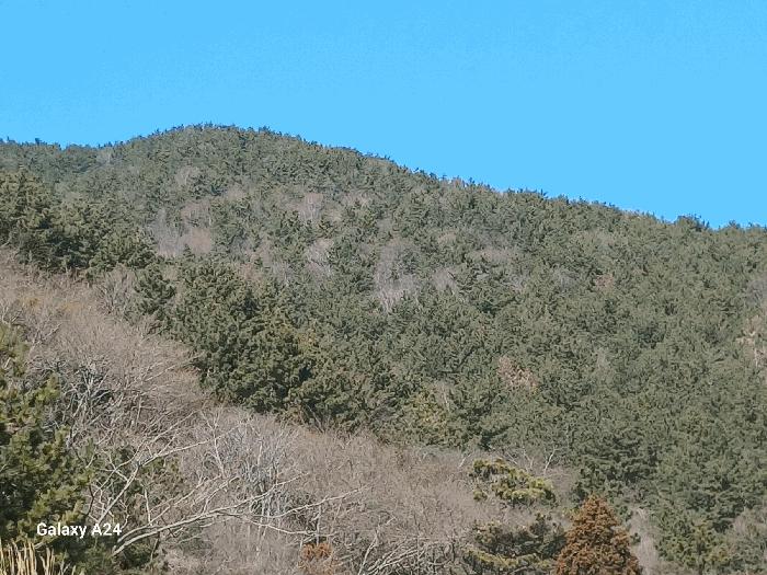 전라남도 여수시 돌산읍 신복리 산460 임야 경매 사진 1