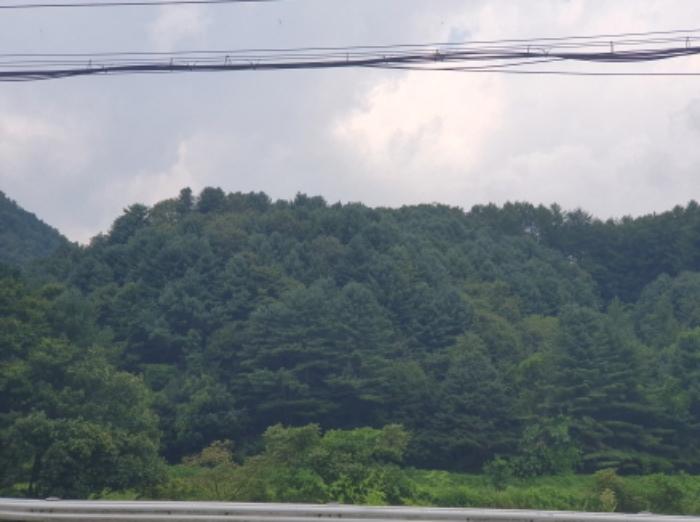 경기도 가평군 북면 도대리 산113 임야 경매 사진 3