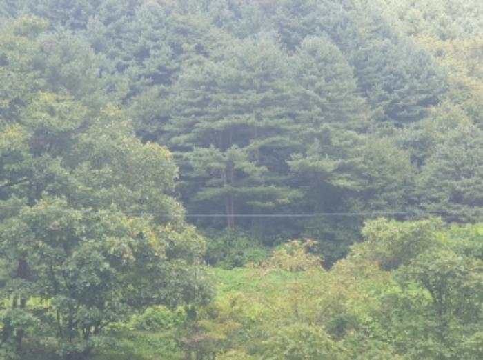 경기도 가평군 북면 도대리 산113 임야 경매 사진 5