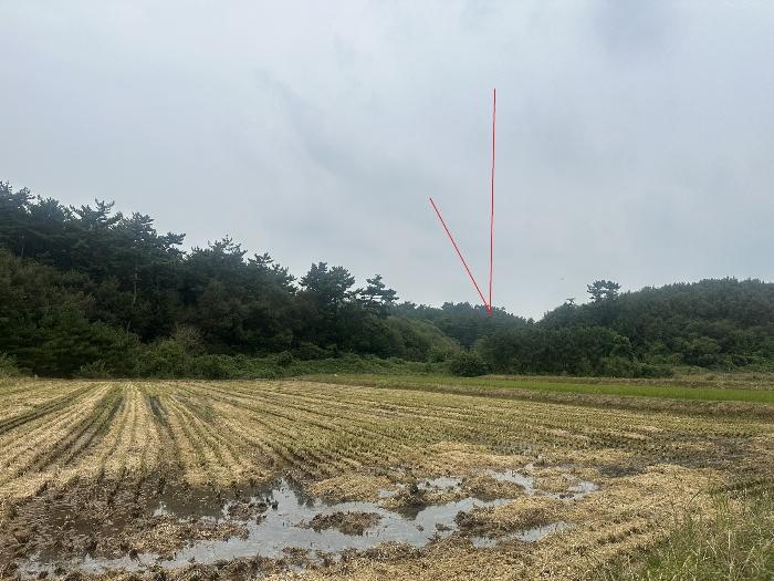 충청남도 당진시 대호지면 송전리 산81-2 임야 경매 사진 1