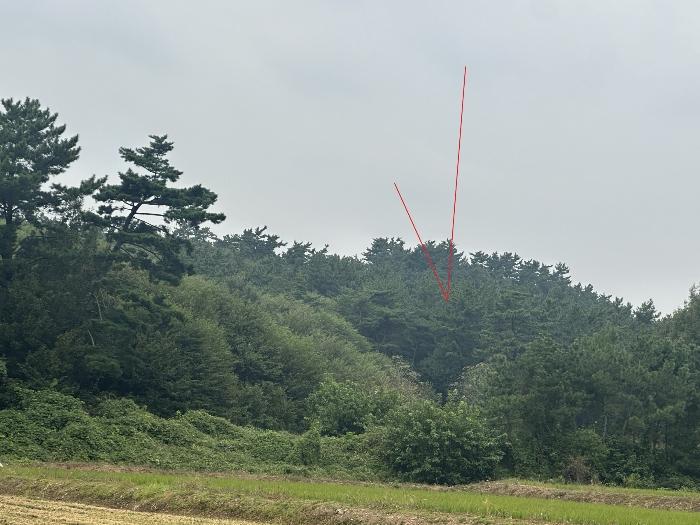 충청남도 당진시 대호지면 송전리 산81-2 임야 경매 사진 2
