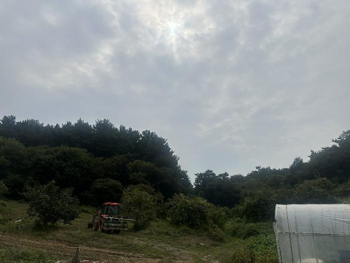 충청남도 당진시 대호지면 송전리 산81-2 임야 경매 사진 3