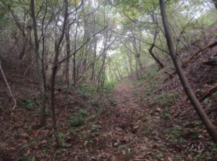 충청남도 당진시 대호지면 송전리 산81-2 임야 경매 사진 6