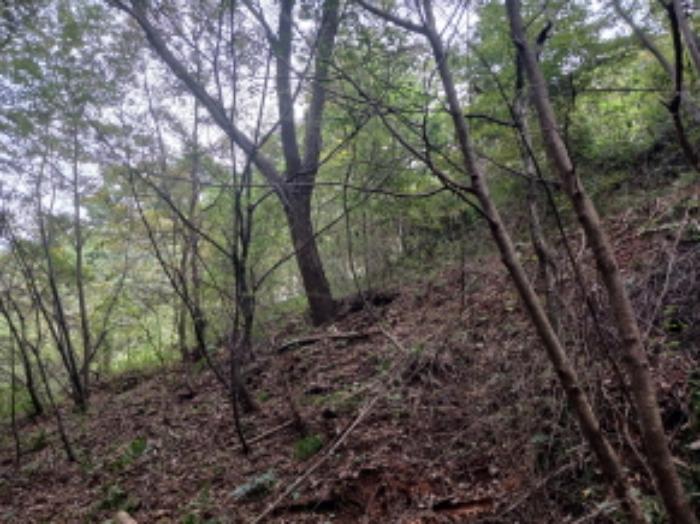 충청남도 당진시 대호지면 송전리 산81-2 임야 경매 사진 7