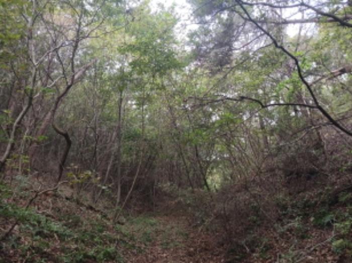 충청남도 당진시 대호지면 송전리 산81-2 임야 경매 사진 9
