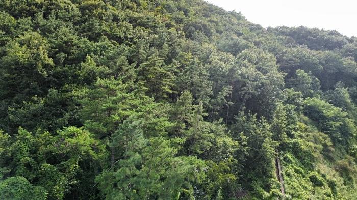 부산광역시 강서구 생곡동 산110 임야 경매 사진 7