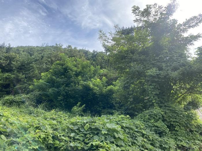부산광역시 강서구 생곡동 산110 임야 경매 사진 8