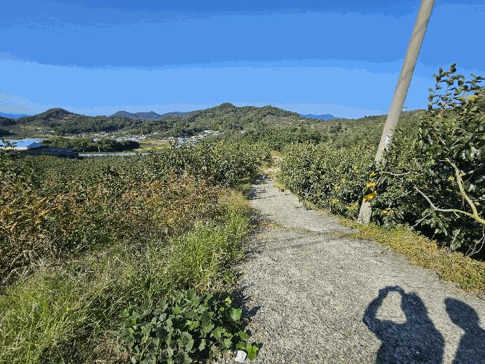 경상남도 함안군 칠북면 봉촌리 산384-2 임야 경매 사진 5