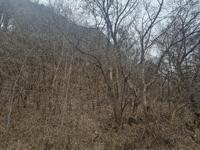 강원특별자치도 화천군 상서면 부촌리 1124 전 경매 사진 2