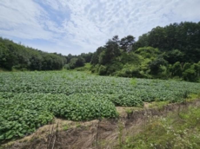 경상북도 영주시 휴천동 910 전 경매 사진 8